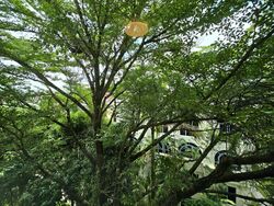 Jervois Regency (D10), Apartment #485090431